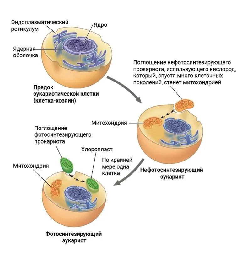 Симбиотическая теория происхождения митохондрий. Эндосимбиоз митохондрии. Эндосимбиотическая гипотеза происхождения эукариотической клетки. Теория эндосимбиоза митохондрии и пластиды.