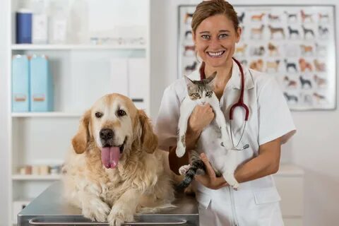 Vet 1
