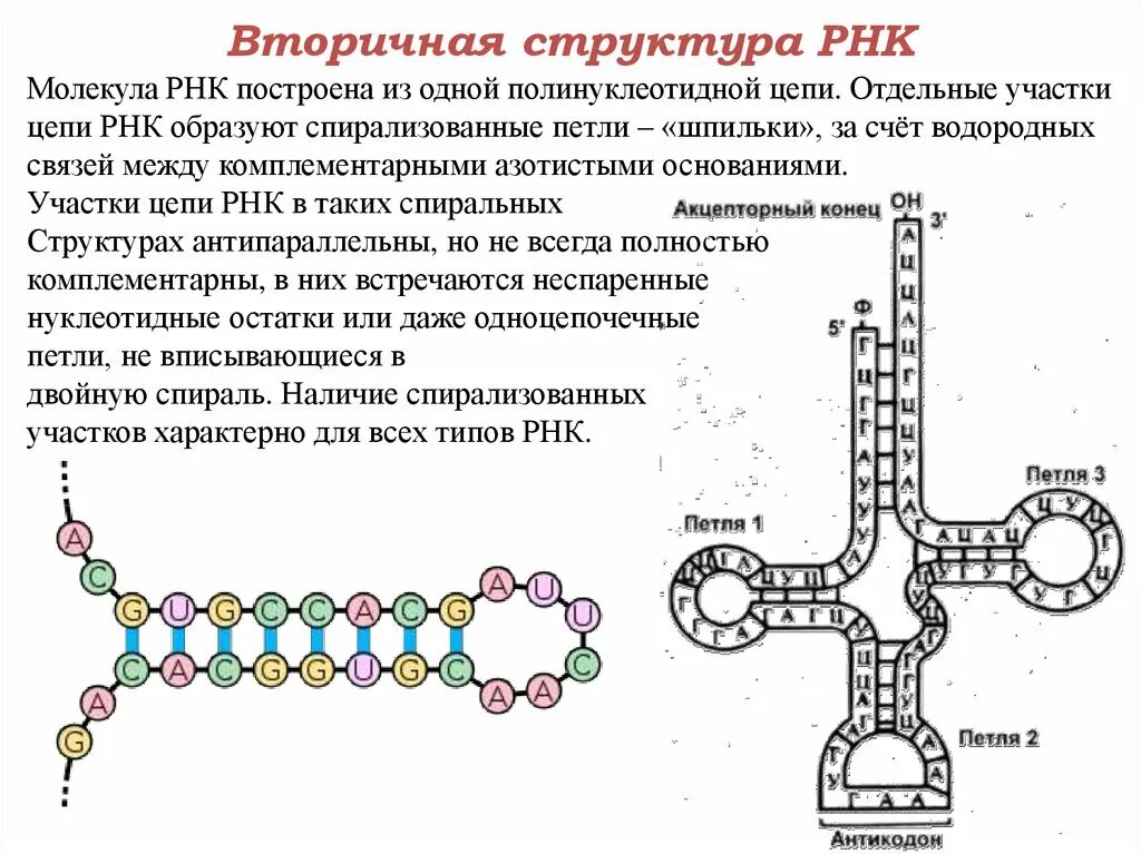 Особенности молекулы рнк. Структуры РНК первичная вторичная и третичная. Третичная структура молекулы РНК. Модель вторичной структуры РНК. Вторичная и третичная структура РНК.