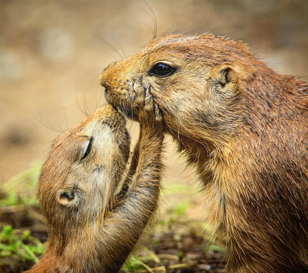 Animals emotions. Животные чувства. Эмоции животных. Радость животных. Эмоции животных в рисунках и фотографиях 4.