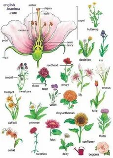 Plants english