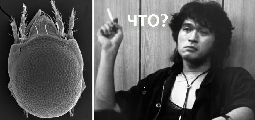 Цой экстрасенсов. Галстук боло цой. галстук боло виктора цоя. прическа виктора цоя.