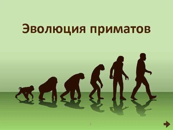 Жизни путем эволюции. Эволюционный путь развития приматов. Схема эволюции приматов и человека. Основные этапы приматов. Основные этапы эволюции приматов.
