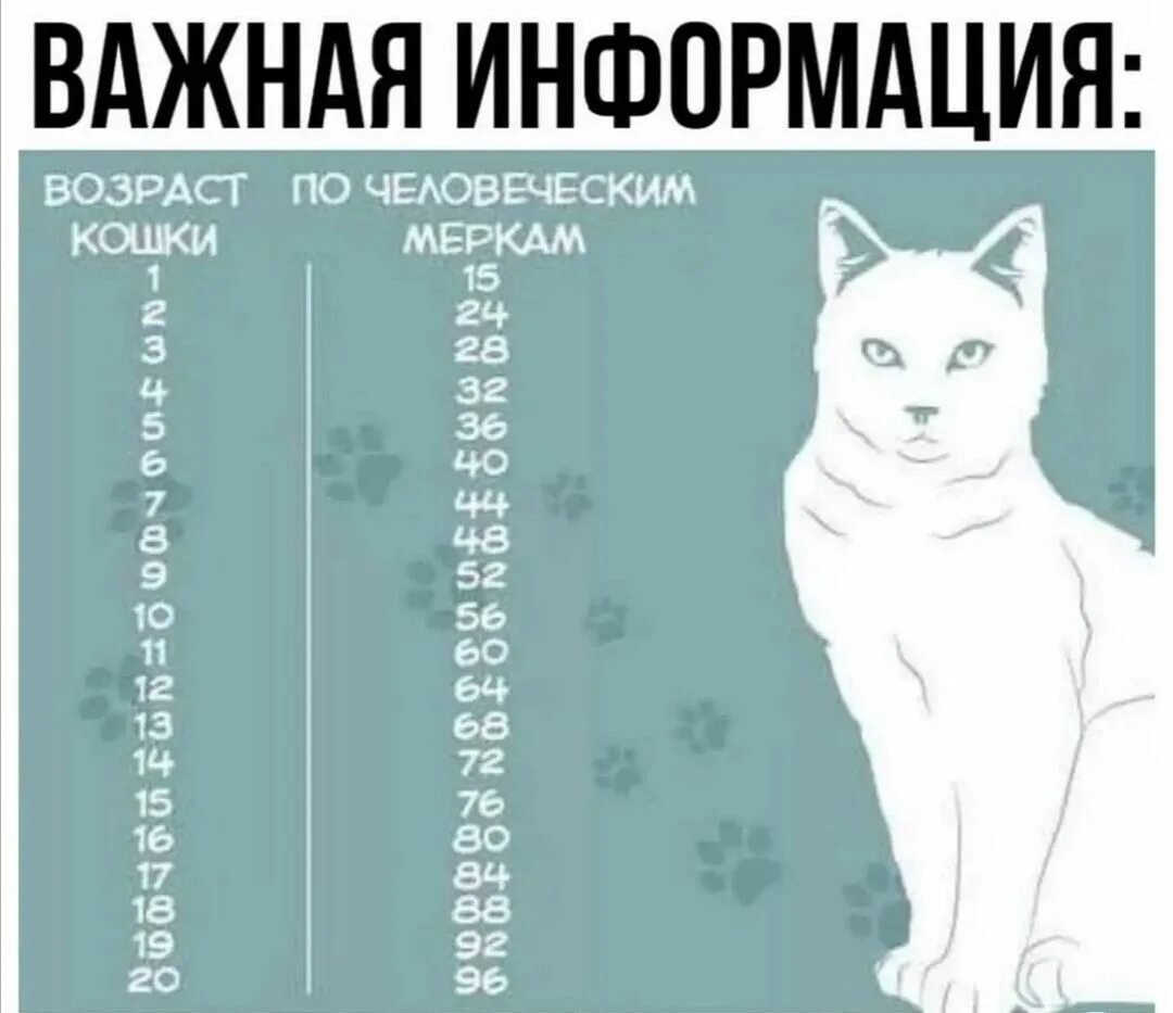 Собакам и котам можно