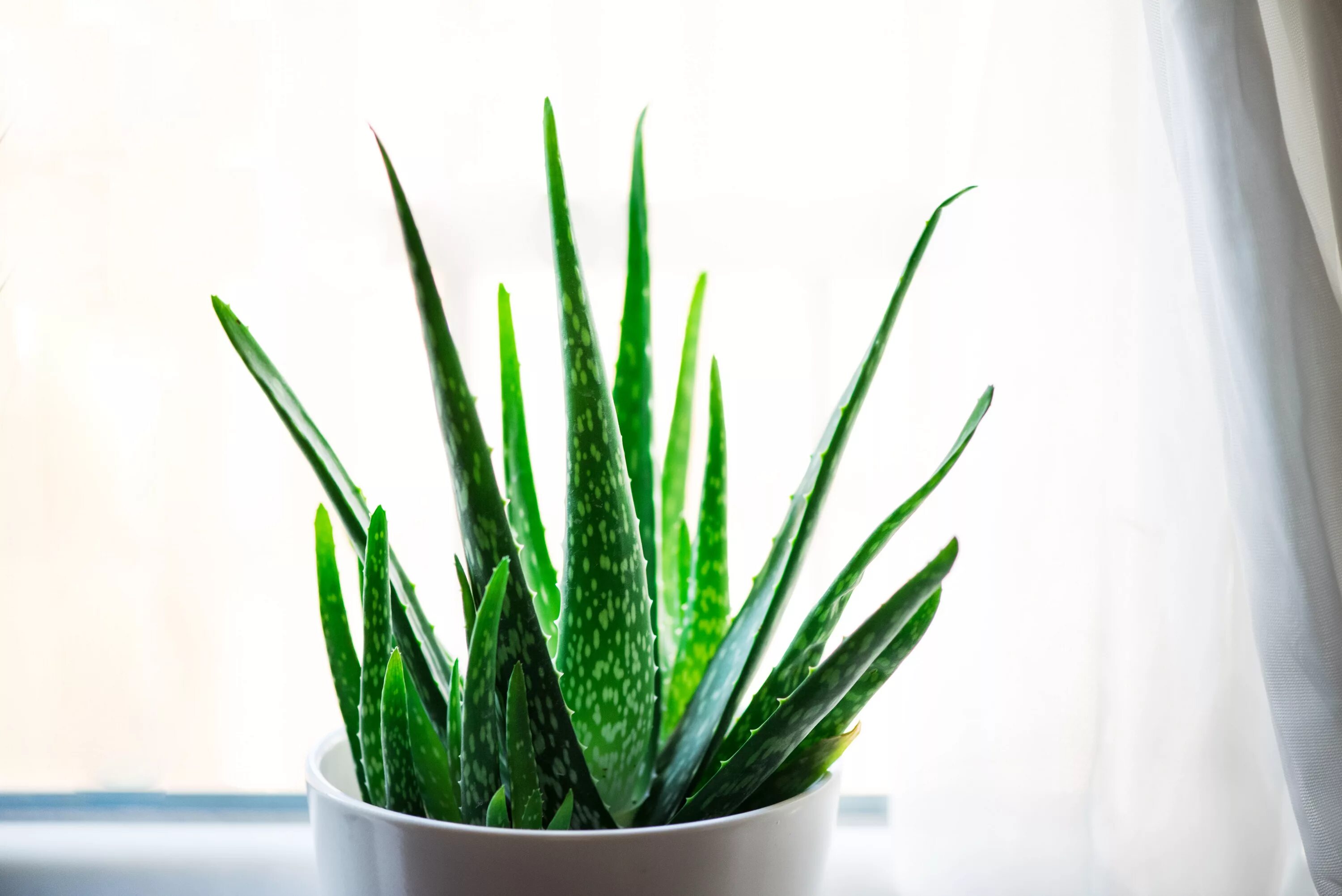 Sansevieria cylindrica. Уход за алоэ в горшке