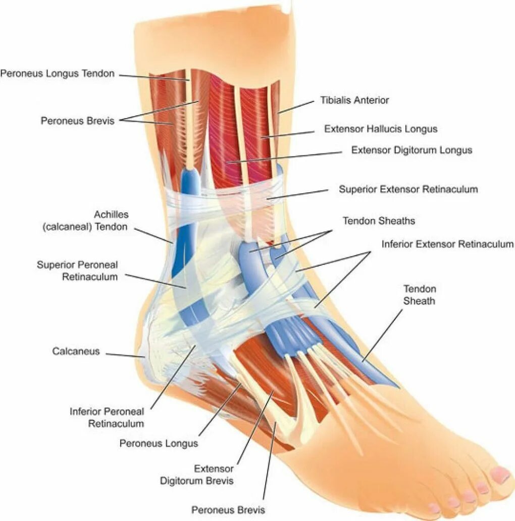 Foot muscle. Связки и сухожилия голеностопного сустава анатомия. Голеностопный сустав анатомия строение мышцы. Сухожилия голеностопного сустава анатомия. Строение голеностопного сустава мышцы и связки.