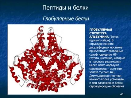 Яичный альбумин какой белок