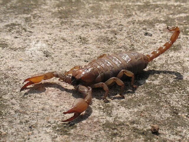 Escorpión Escorpion, Animales invertebrados, Veneno