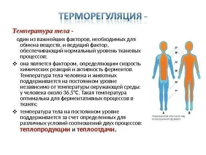 Почему температура тела постоянна. Факторы повышенной температуры тела. Причины изменения температуры тела. Низкая температура тела причины