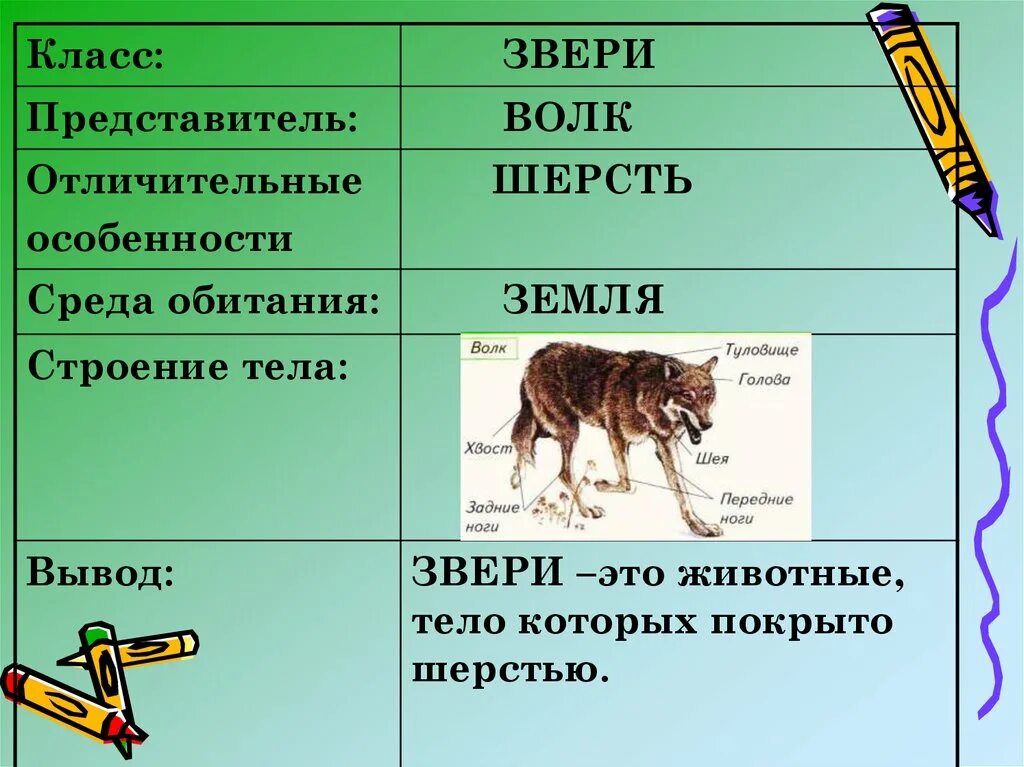 Особенности строения зверей