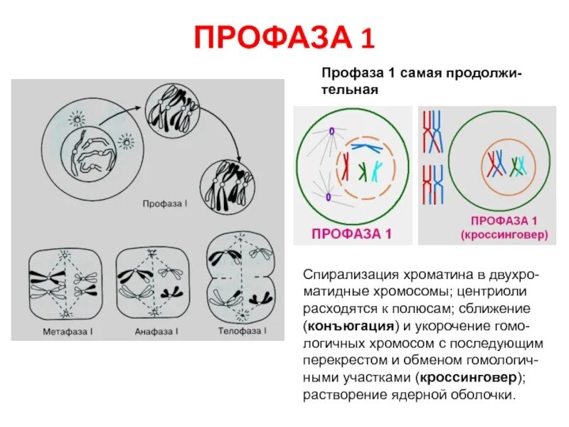 Удвоение центриолей спирализация хромосом. Профаза строение. Профаза рисунок. Ранняя профаза. Профаза мейоза 1.