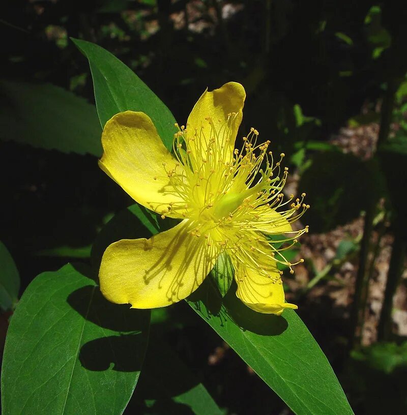 Hypericum ascyron. 30. Зверобой большой - Hypericum ascyron.. Зверобой большой (hypericumascyton). Зверобой большой