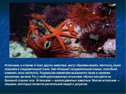 Среди иглокожих нет хищников