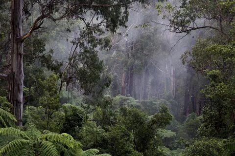 Влажные экваториальные тропические леса особенности