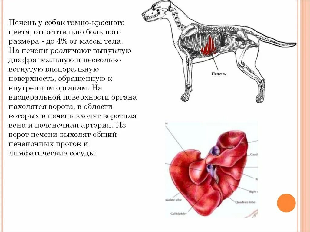 У каких животных печень. Строение печени КРС. Топография печени у КРС. Печень собаки анатомия строение.