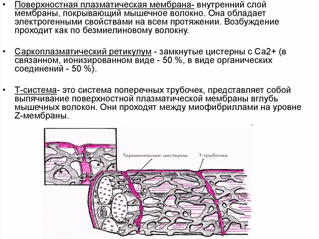 Мембрана мышечного волокна. Внутренние мембраны мышечного волокна. Строение мышечного волокна: плазматическая мембрана. Возбуждение мембраны мышечного волокна. Соединительная ткань покрывающая мышечное волокно.