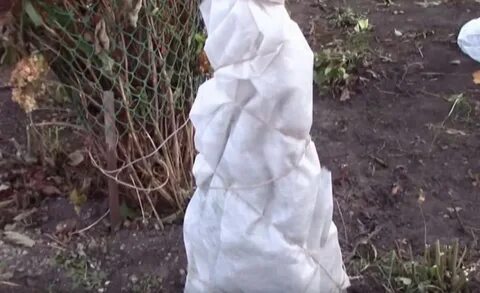 Утеплить яблоню на зиму в первый год