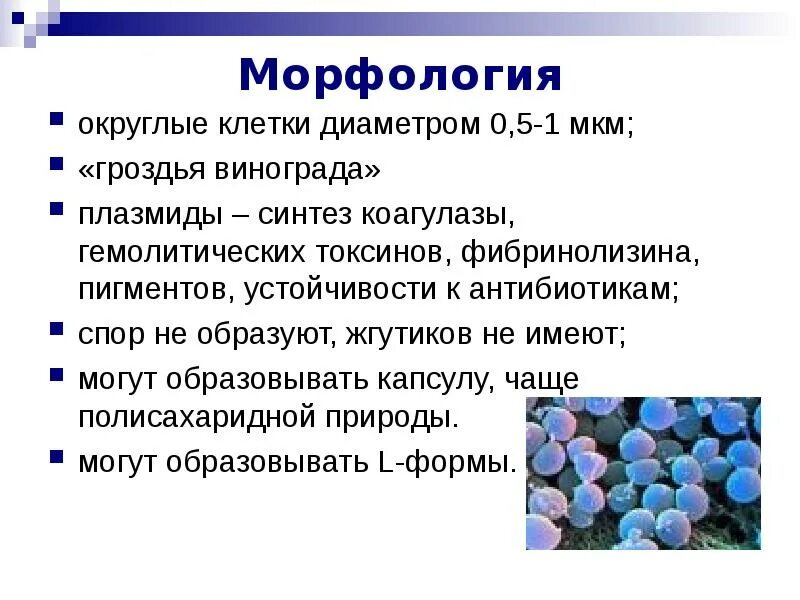 Бактерии округлой формы. Округлые клетки кокки. Патогенные кокки. Патогенные кокки презентация. Кокки характеристика.