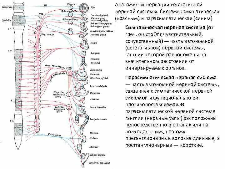 Иннервирует гладкие мышцы. Вегетативная нервная система схема иннервации органов. Иннервация нерва туловища. Иннервация вегетативной нервной системы. Симпатическая иннервация органов головы и шеи.