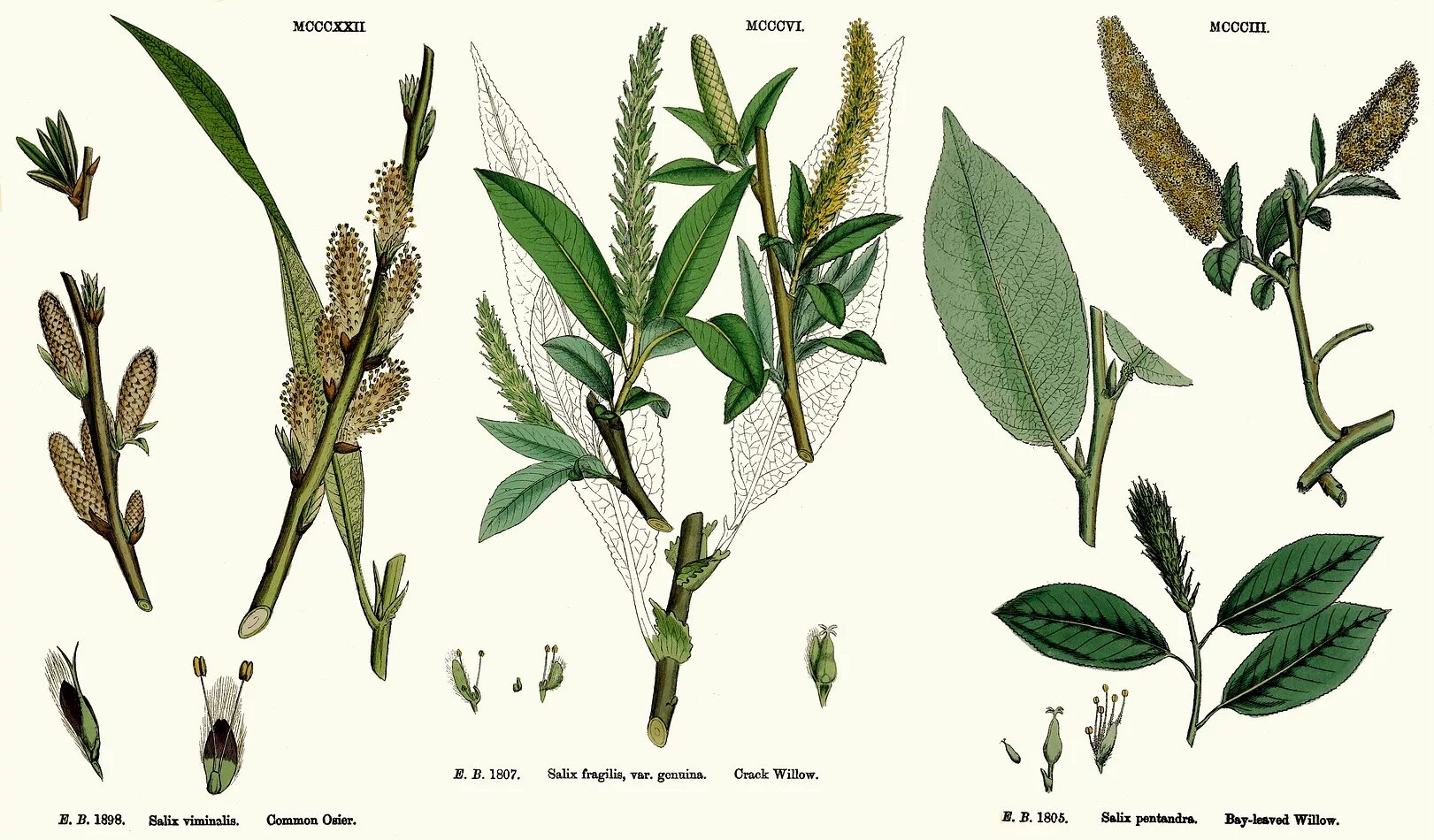Семейство ивовые роды виды. Ива трехтычинковая листья. ). Ива ломкая salix fragilis. Ива ломкая salix fragilis.