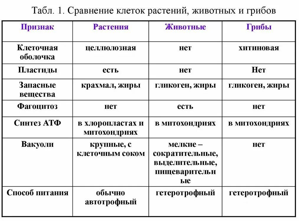 Отличие грибной клетки. Сравнение животной растительной и грибной клетки таблица. Сравнение животной растительной грибной и бактериальной клетки. Сравнение клеток растительных и животных и грибов бактерий. Сравнение клеток растений и животных и грибов.