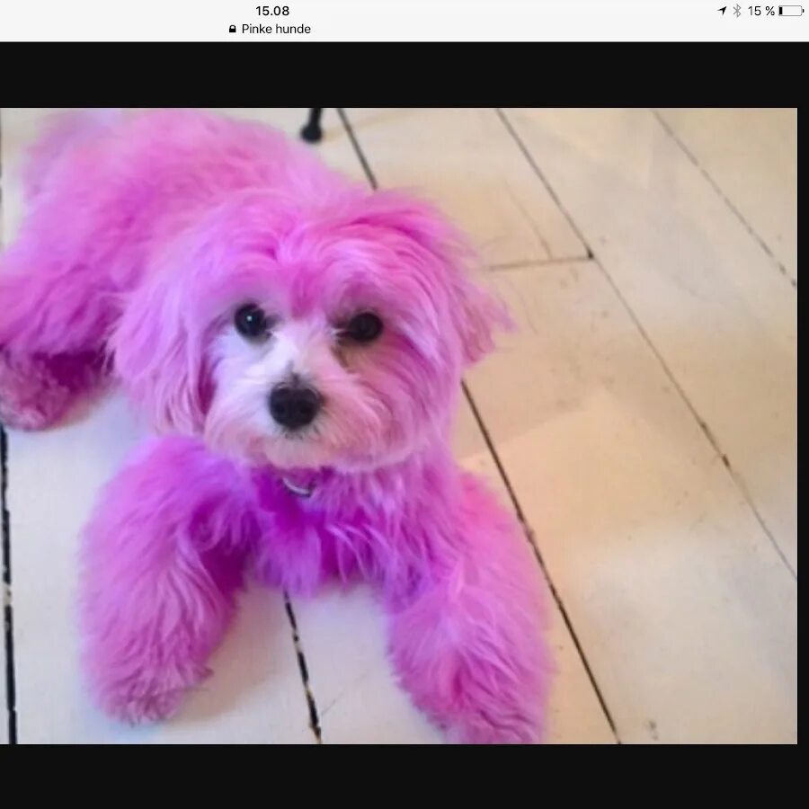 Почему собаки розовые. Мальтипу. Мальтипу розовый. Розовая собачка. Розовый щеночек.