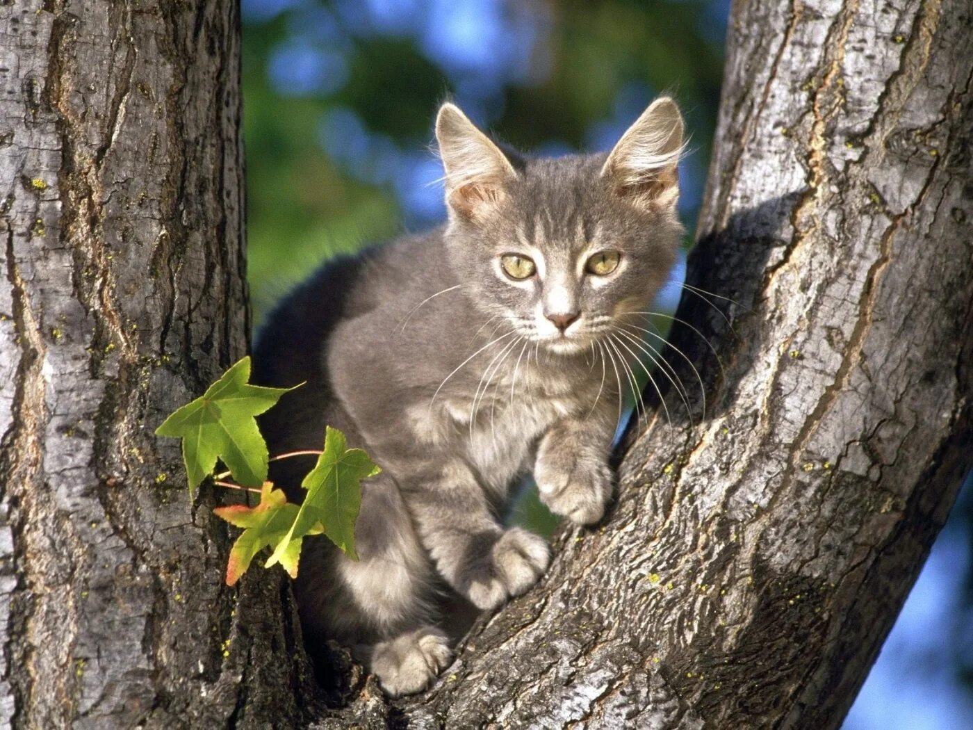 Картинки котов. Кот на дереве. Котенок на дереве. Коты на деревьях. Красивые коты.