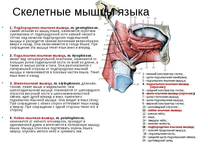 Язык самая сильная. Мышцы языка 1 жаберная дуга. Подбородочно язычная мышца языка. Скелетные мышцы языка анатомия.