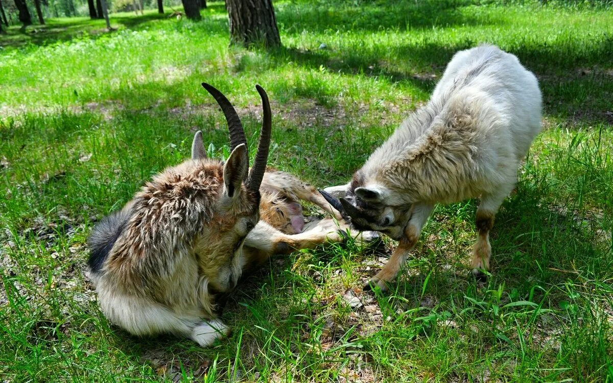 Бодаться. Бодучая коза. Маленький козлик. Коза козёл козлёнок. Козлики бодаются.