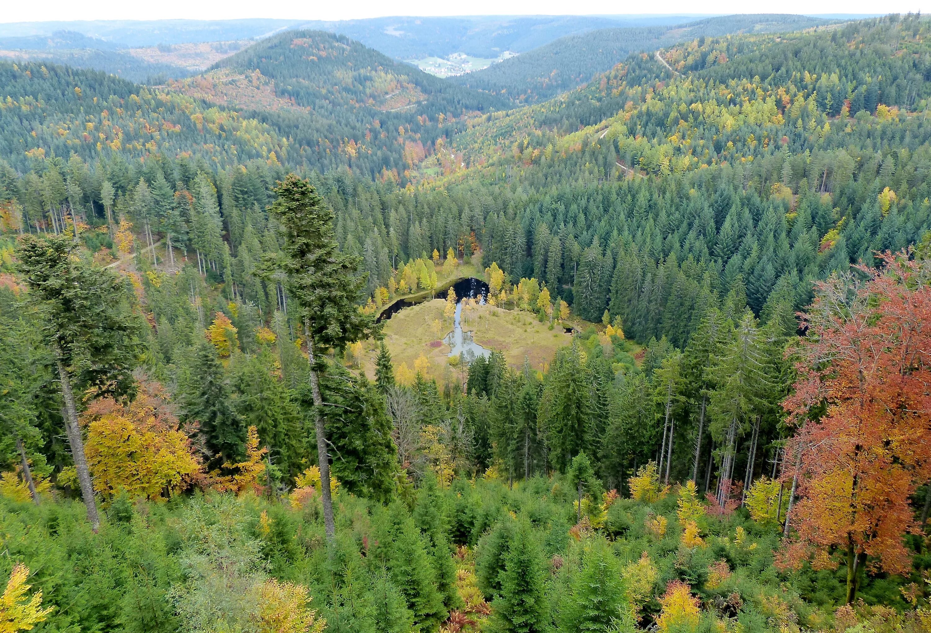 Какое лето в зоне лесов