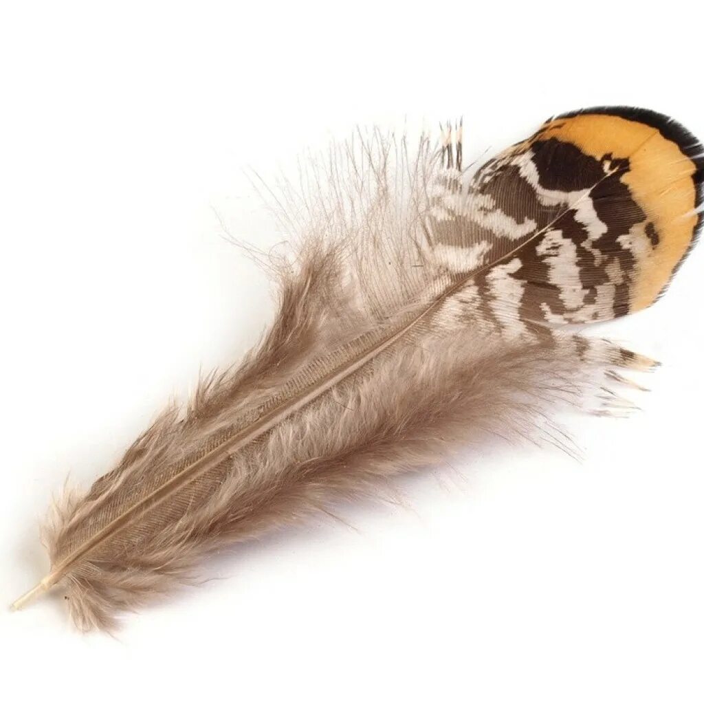 Красивое перо. Ангельские перья. Блестящие перья страуса. Вороново перо. Красивое перо.