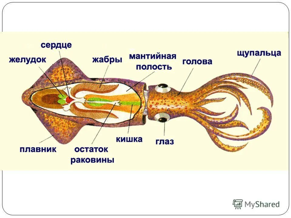 Раковина выполняет функцию. Строение головоногих моллюсков кальмара. Внутреннее строение кальмара. Кальмар биология строение. Внутренне строение кальмара.