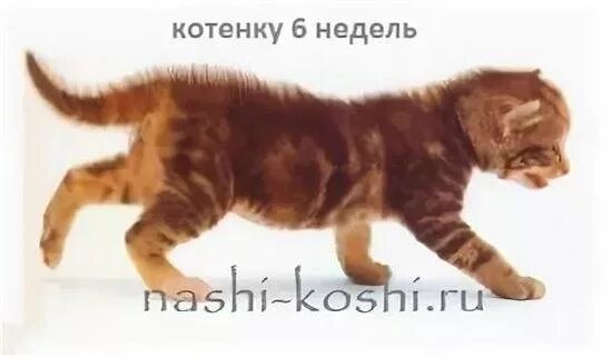 Котята по возрасту. Котята по неделям. Развитие котят. Взросление котенка по неделям. Возраст котят по неделям.