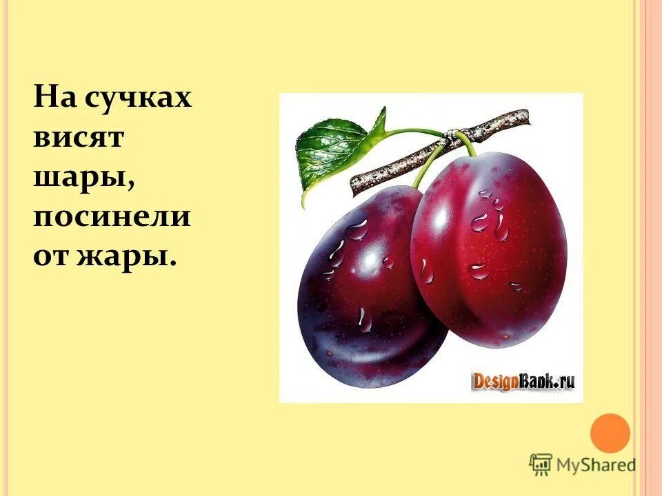 На сучках висят