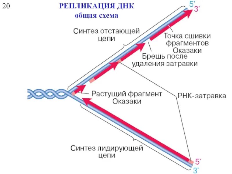 Проверка репликации. Репликация днк этапы схема. схема образования репликационной вилки днк. схема процесса репликации. репликация днк подробная схема.