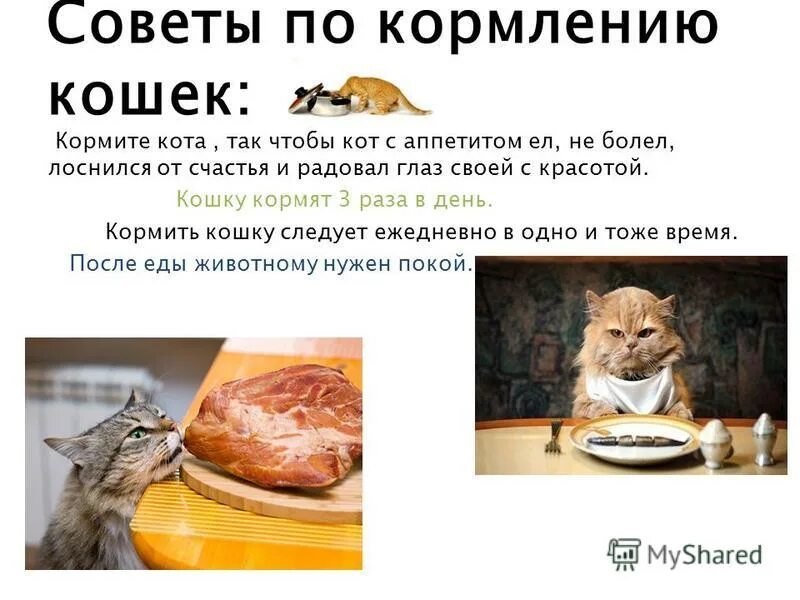 Правильное питание кошки. Рацион питания кошки. Правильный рацион кота. Правильное питание для котят. Когда можно кормить кошку после