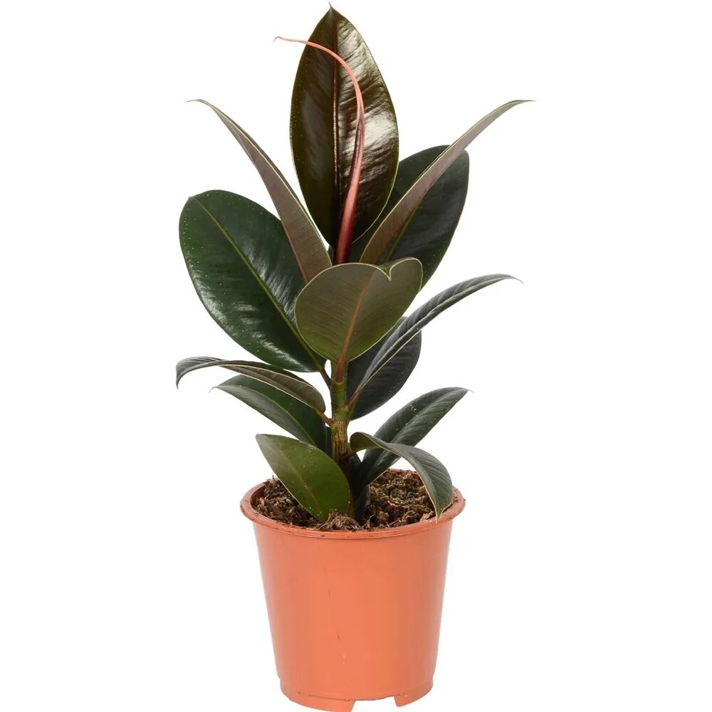 Эластика робуста. Фикус elastica robusta. Эластика робуста. Фикус каучуконосный эластика. Фикус elastica robusta.