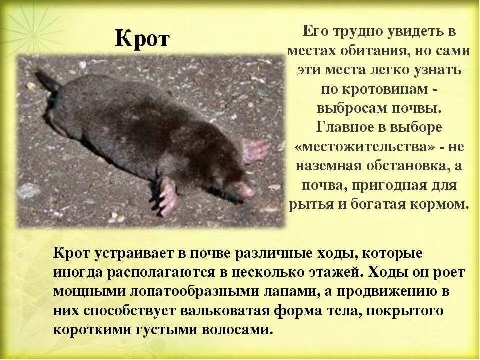 Картинки КРОТ ОБЫКНОВЕННЫЙ ОПИСАНИЕ ПРИЗНАКОВ