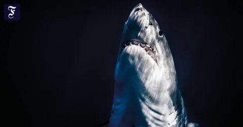 Scary shark