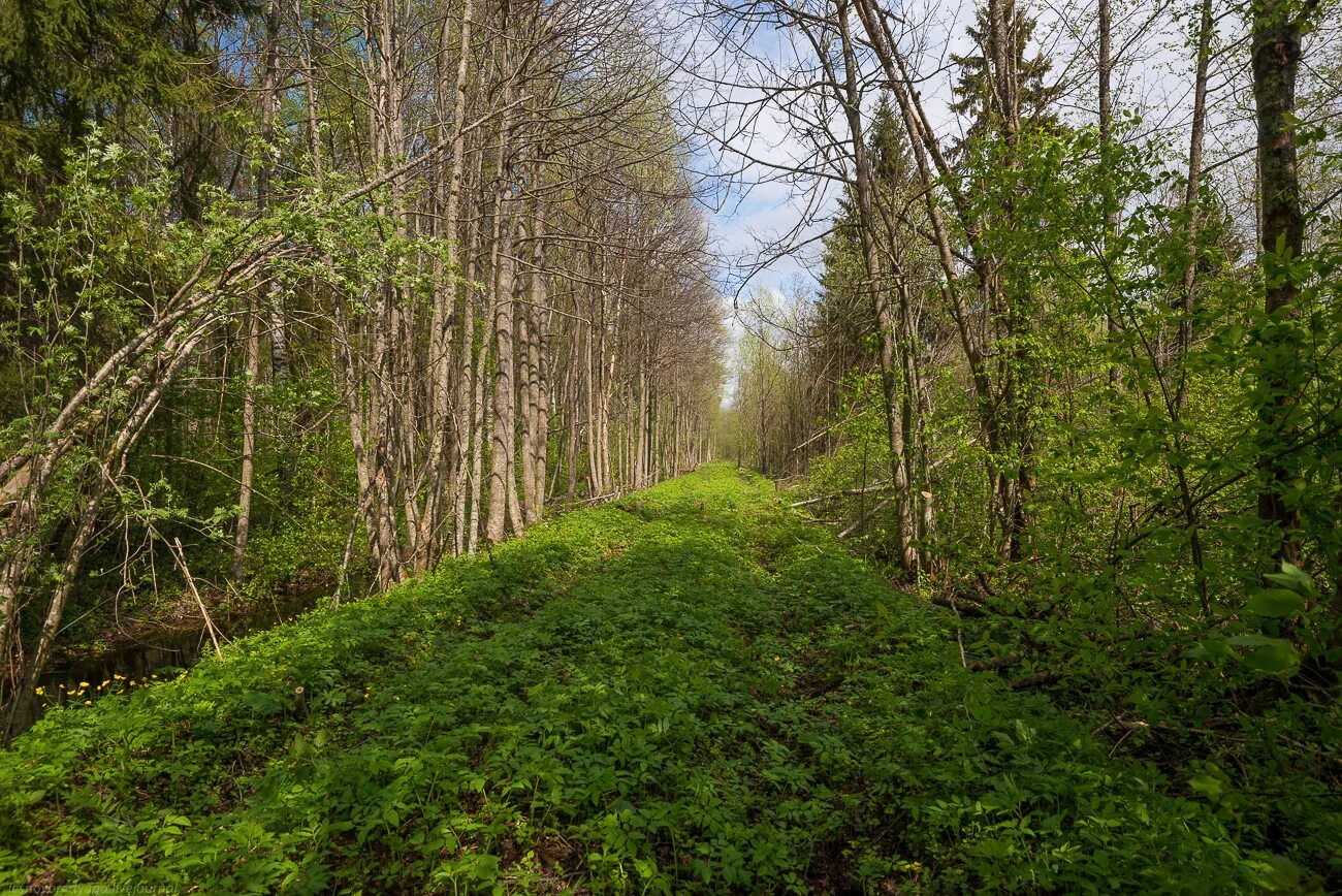 велодорожка боровое. сосновый бор боровое. таёжные леса казахстана. боровой лес. боровое лес казахстан.