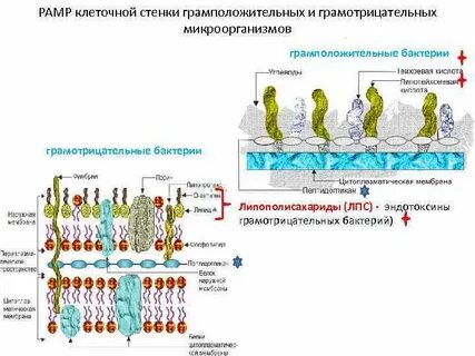 Грамотрицательные клеточная стенка