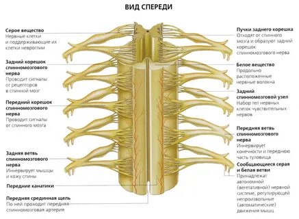 Спинномозговые нервы нервные узлы