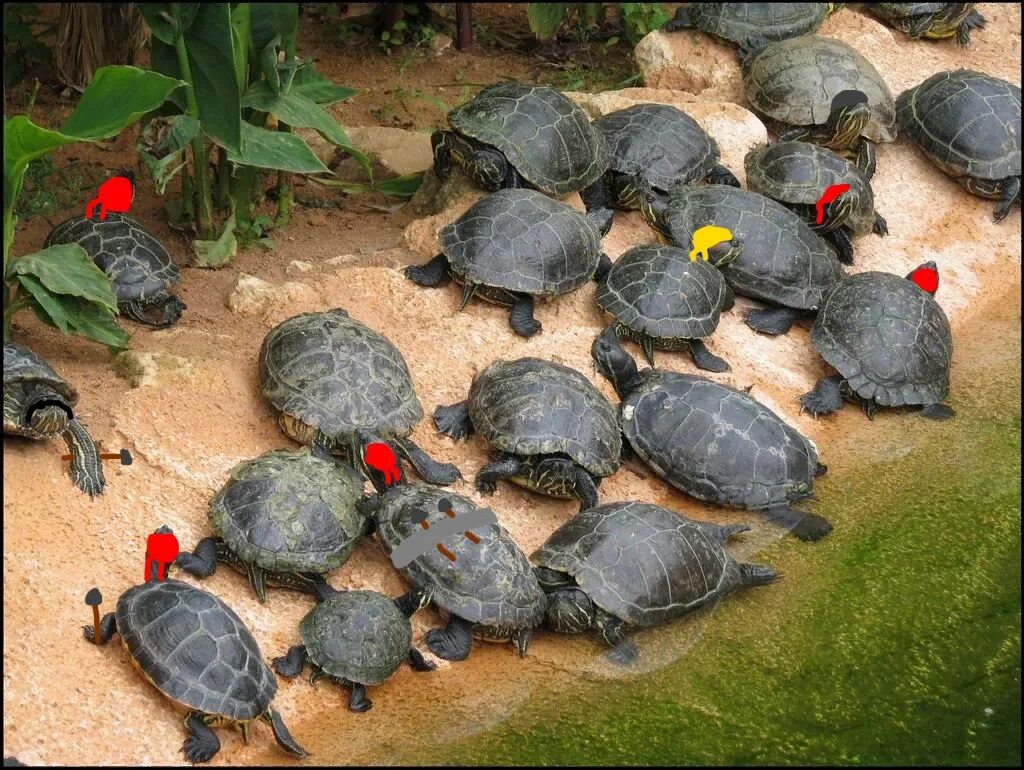 Черепахи много. Красноухая Болотная черепаха. Черепашата красноухой черепахи. Гигантская красноухая черепаха. Черепашки красноухие большие.