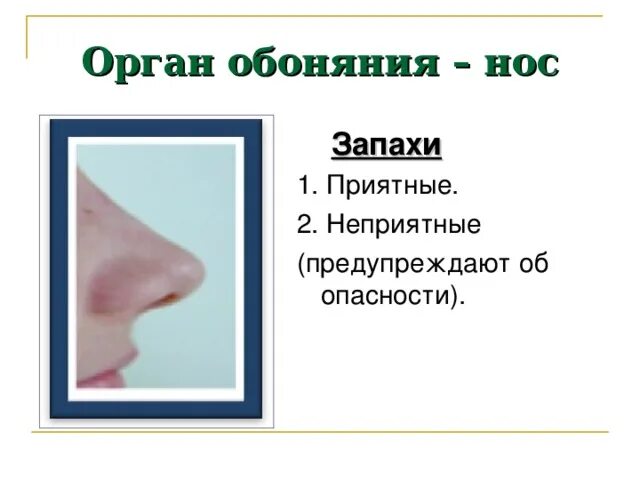 Запах рыбы в носу. Орган запаха нос. Органы чувств нос обоняние запах ноздри для детей.