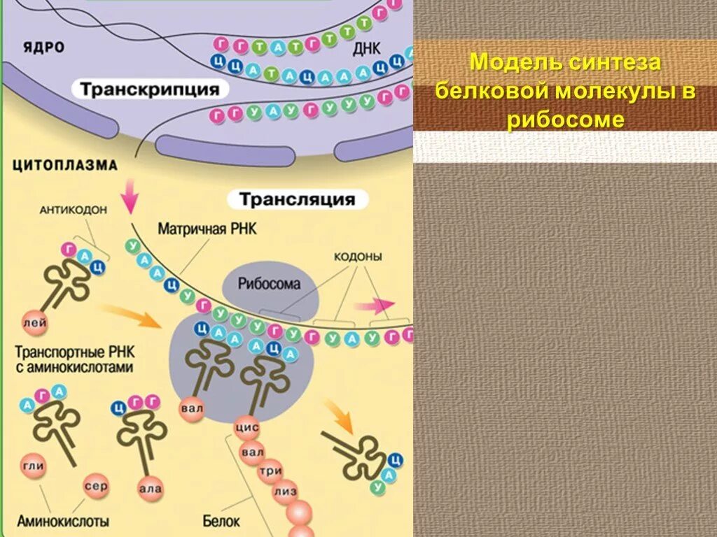 Синтеза ядерных белков. Процесс синтеза белка на рибосомах. Схема трансляции синтеза белка. Синтез белка на рибосомах.