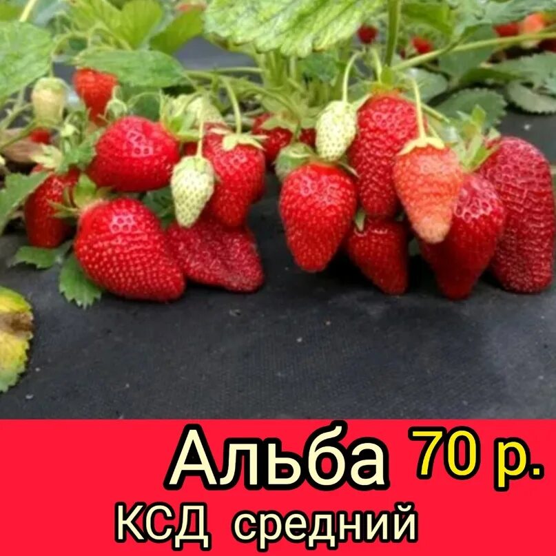 Сорта клубники 2025