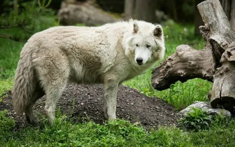 Wolf springs