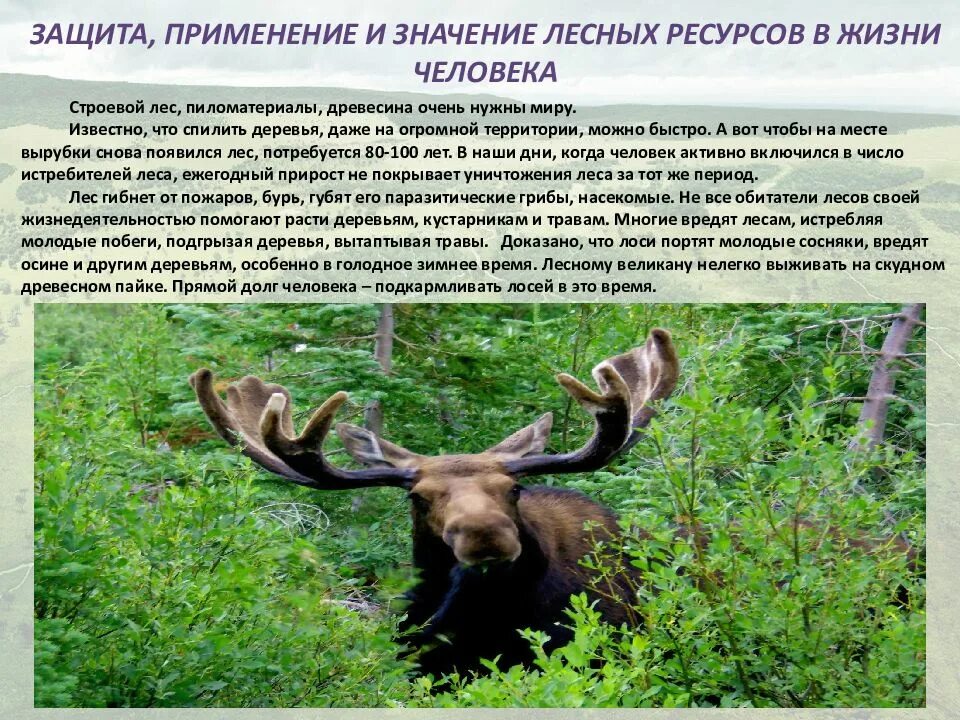 Лесные ресурсы и их значение. Охрана лесных ресурсов. лесные ресурсы значение. лесные ресурсы применение. презентация на тему лесные ресурсы.