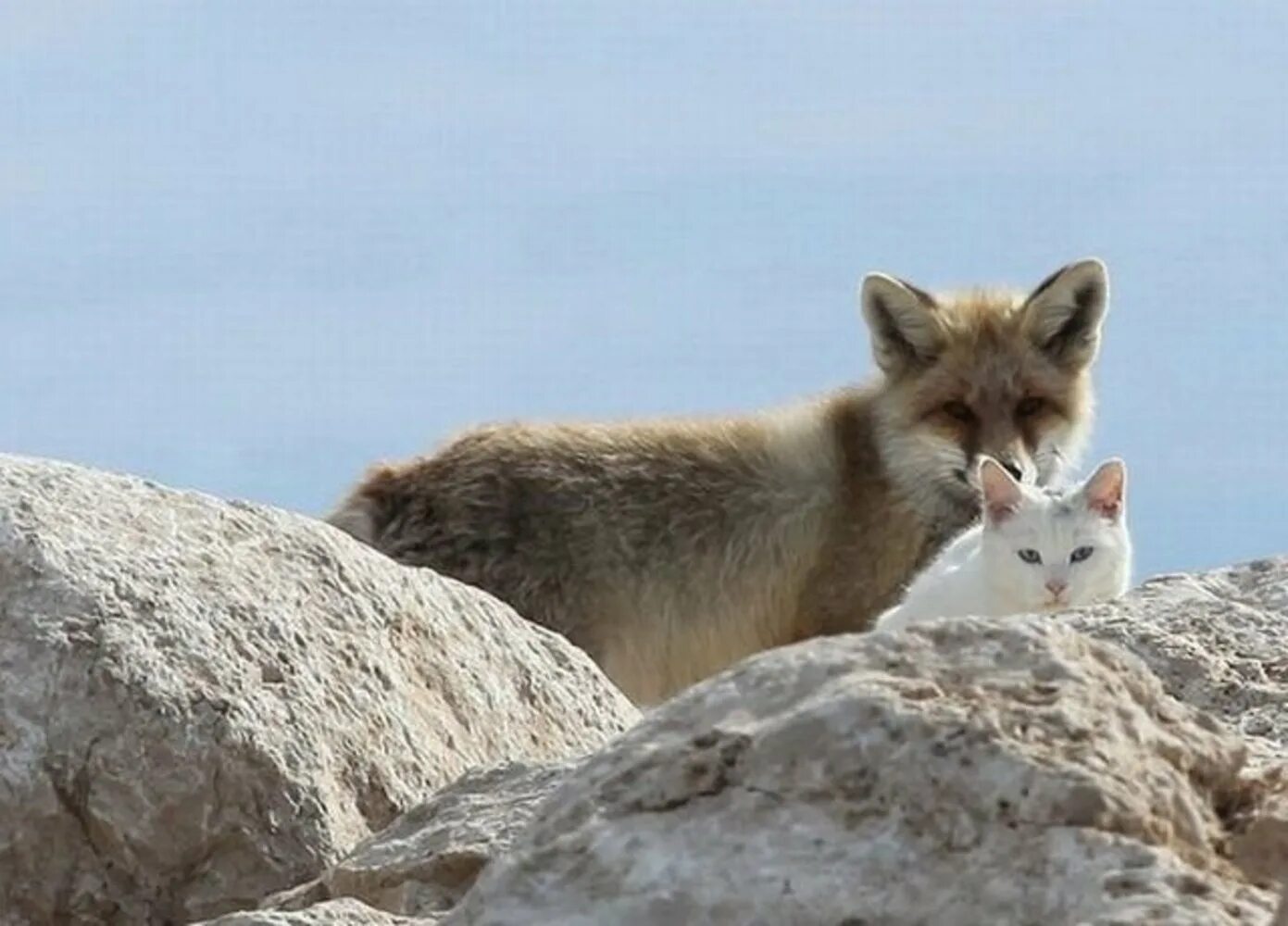 Лиса и кошка. Кот и лиса. Кошка лисичка. Кот и лиса видео. С кем дружит лиса.