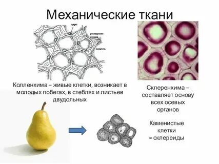 В каких частях тела встречается механическая ткань